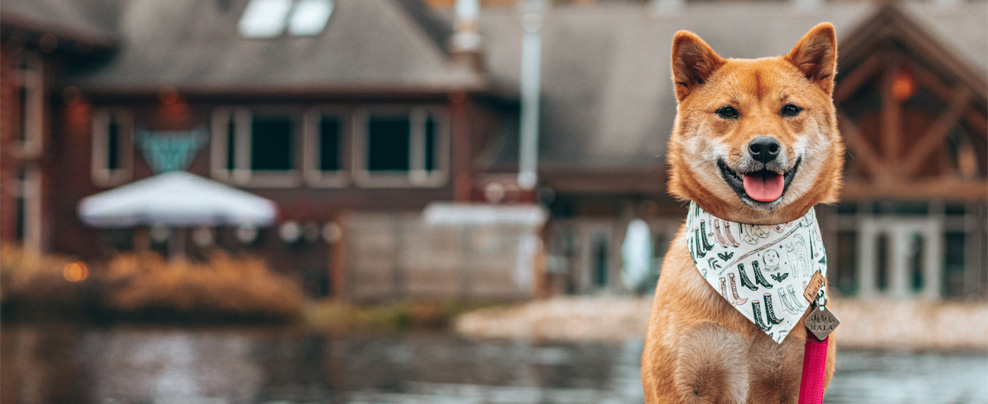 Les 8 meilleurs hôtels qui acceptent les chiens pour des vacances d’été au Québec