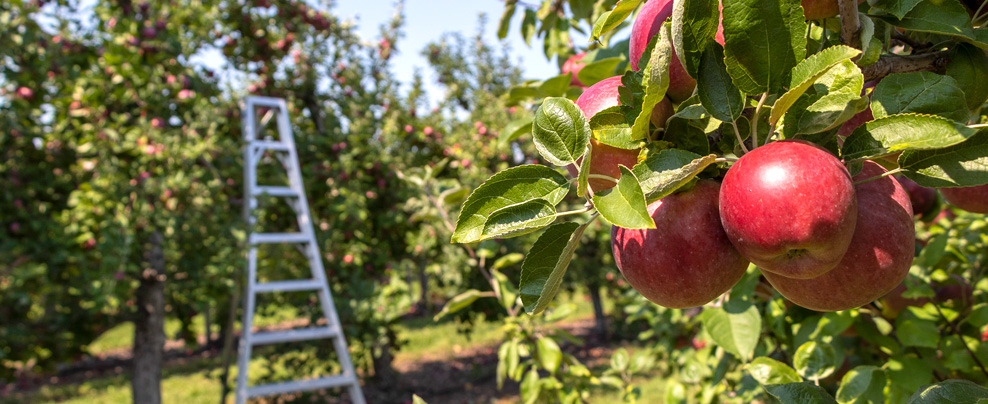 Des vergers à découvrir pour la cueillette des pommes au Québec