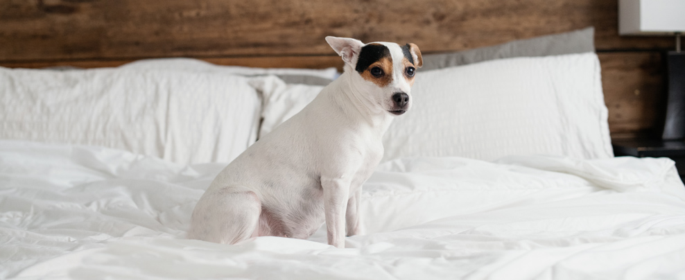 13 hébergements pour un séjour parfait avec votre animal de compagnie au Québec