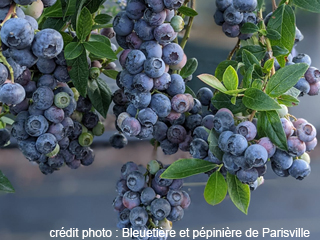 Bleuetière et pépinière de Parisville - Centre-du-Québec