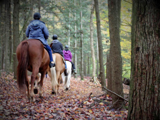 Camping - Ferme Pegasus