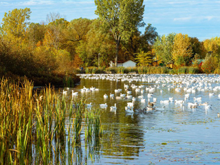 Centre d'interprétation de la nature de l'étang Burbank