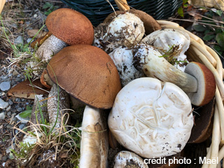Découvrez les champignons forestiers du Bas-Saint-Laurent
