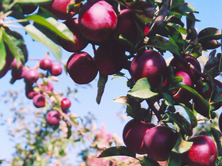 Domaine Leduc-Piedimonte - Montérégie