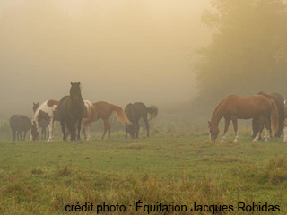 Équitation Jacques Robidas