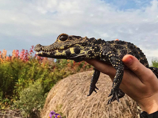 Ferme de reptiles Exotarium