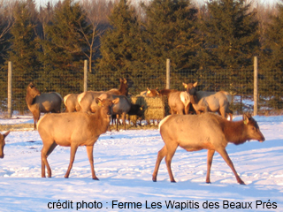 Ferme Les Wapitis des Beaux Prés