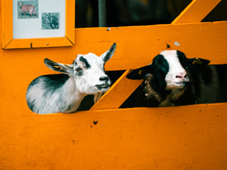 Foire de Havelock