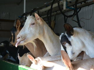 Les Fromages Fromabitibi