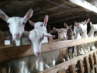 Fromages Ferme Audet