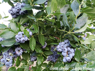 Le Jardin fruitier - Cantons-de-l'Est