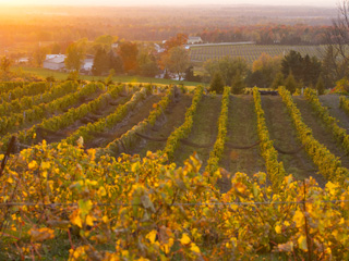 La Route des vins de Brome-Missisquoi