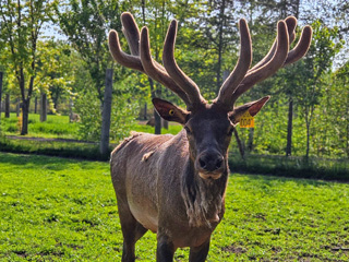 La Vallée du Wapiti