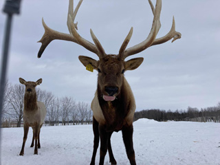 La Vallée du Wapiti