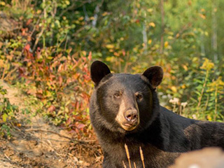 Le Domaine de l'ours noir