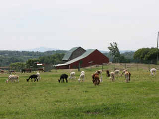 Les alpagas de la ferme Norli