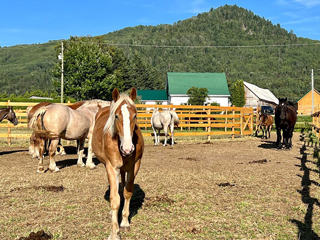 Les montagnards de Charlevoix