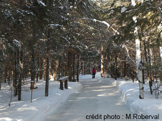 Patinoire en forêt Au coeur du Lac des loups