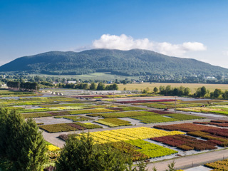 Pépinière Abbotsford