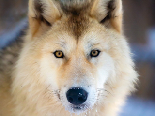 Sanctuaire de loups LUPO