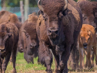 Terre des Bisons