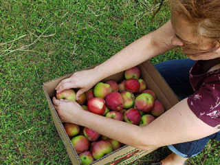 Verger Trois Pommes