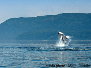 Viens voir les baleines! - Côte-Nord