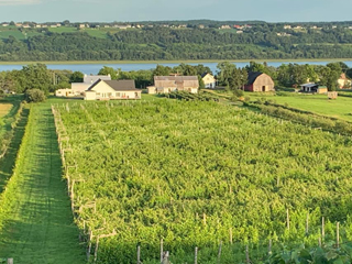 Vignoble Domaine l'Ange Gardien