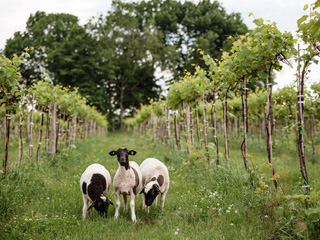 Vignoble de la Bauge