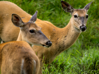 Zoo Ecomuseum