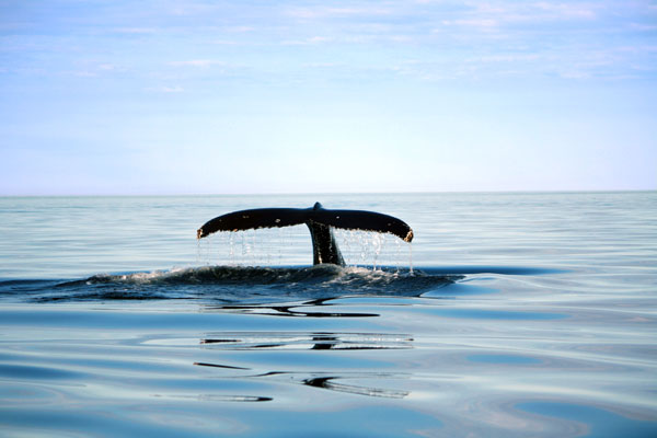 Alliance Éco-Baleine