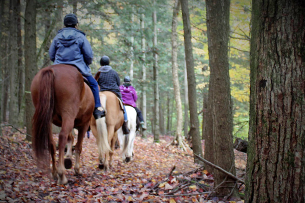 Camping - Ferme Pegasus