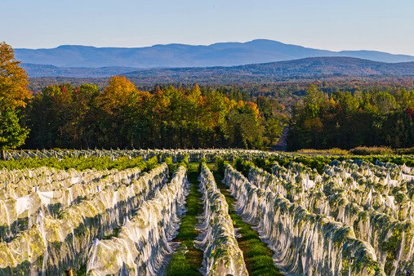 La Belle Alliance, vignoble