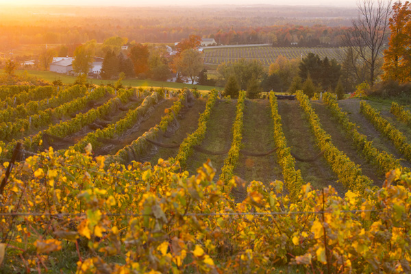 La Route des vins de Brome-Missisquoi