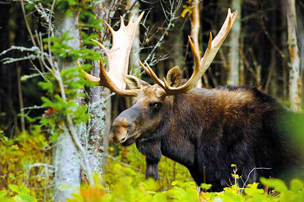 Parc national d’Aiguebelle