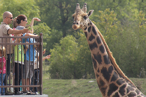 Parc Safari