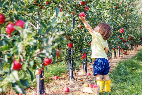 Vergers Petit et Fils
