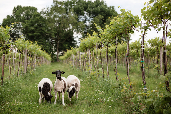 Vignoble de la Bauge