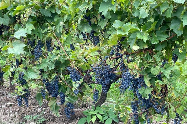 Vignoble Le Di-Vin