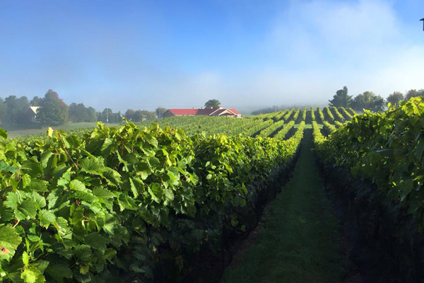 Vignoble Les Vallons de Wadleigh