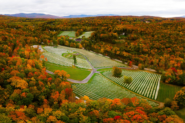 Vignoble Sugar Hill