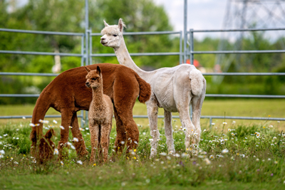 Visite guidée à la ferme 