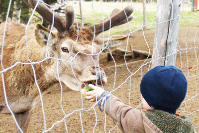 Visite libre des animaux du refuge