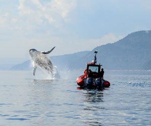 Route des baleines