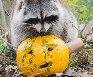 L'automne au Zoo Ecomuseum