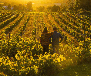 Route des vins Brome-Missisquoi