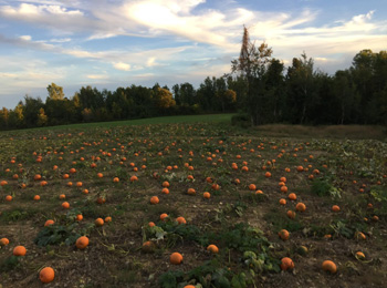 Champ de citrouilles.