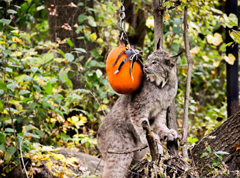 Zoo Ecomuseum