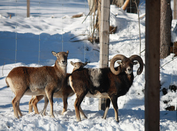 Le Familizoo, même en hiver