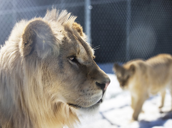 Deux lions au Familizoo